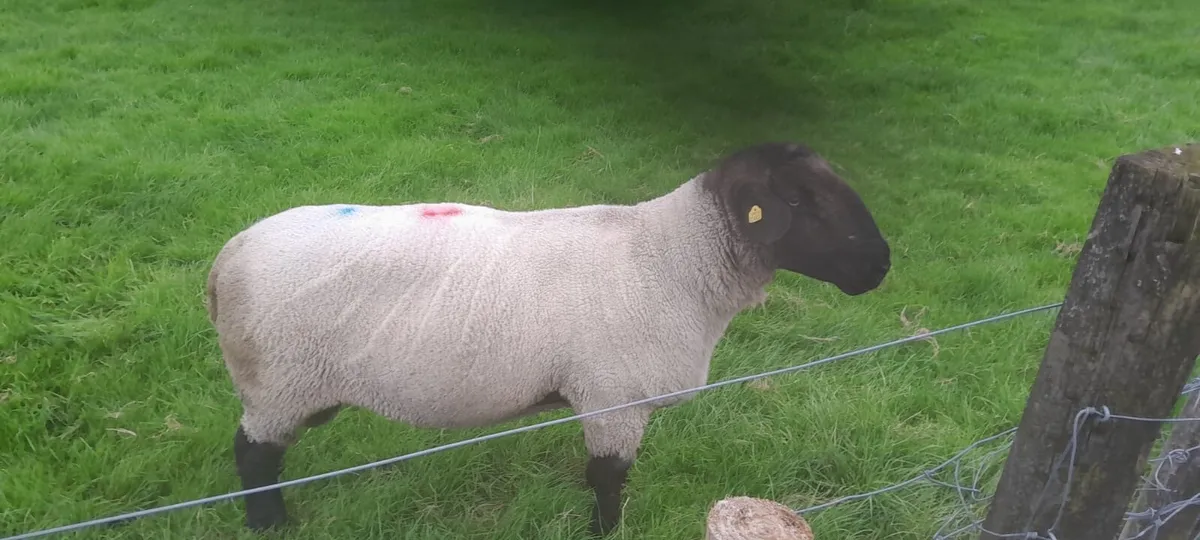 Suffolk Ram - Image 3