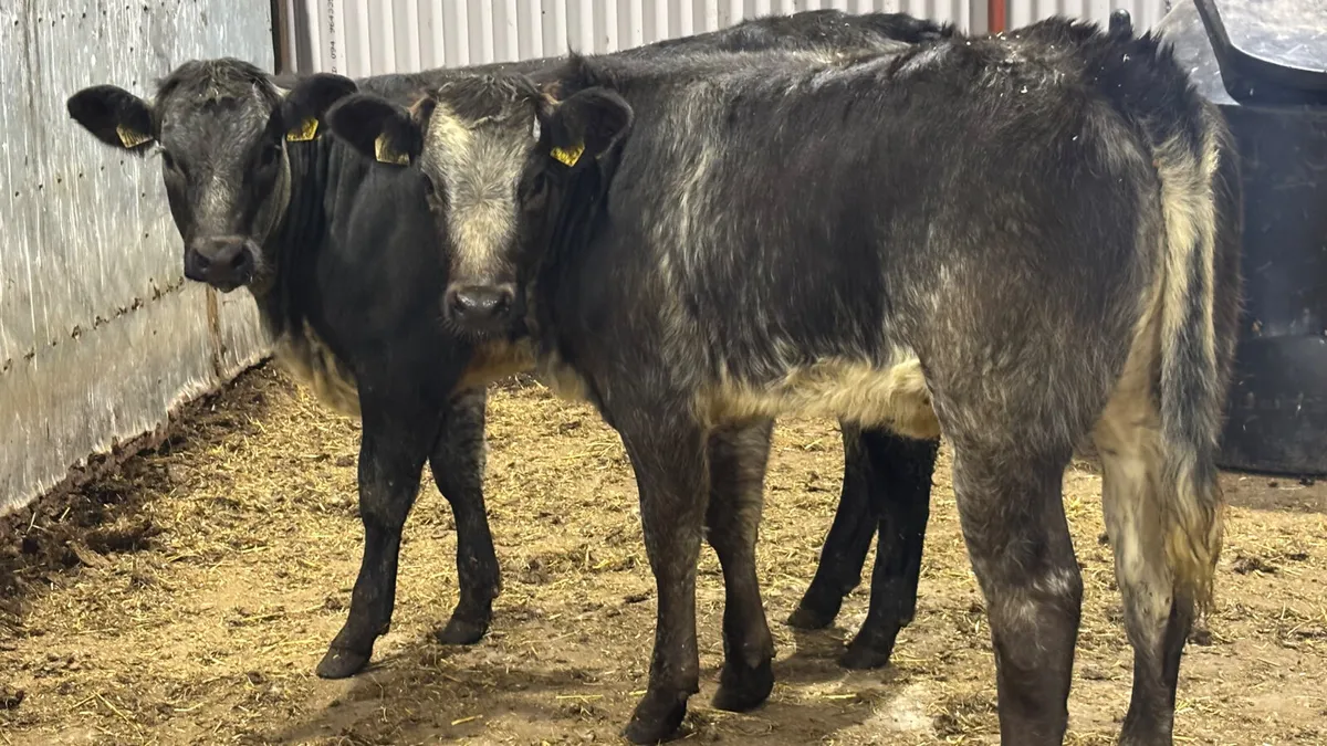 ⭐️2 Blue Grey Roan Heifer Wealings ⭐️ - Image 2