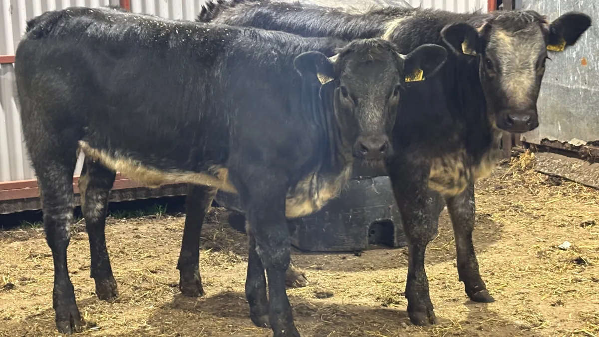⭐️2 Blue Grey Roan Heifer Wealings ⭐️ - Image 4