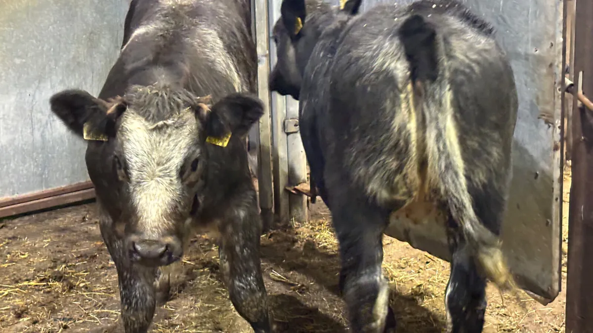 ⭐️2 Blue Grey Roan Heifer Wealings ⭐️ - Image 3