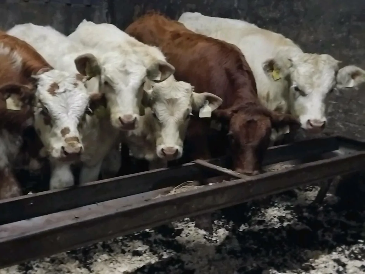 5 Continental Bull Weanlings - Image 1