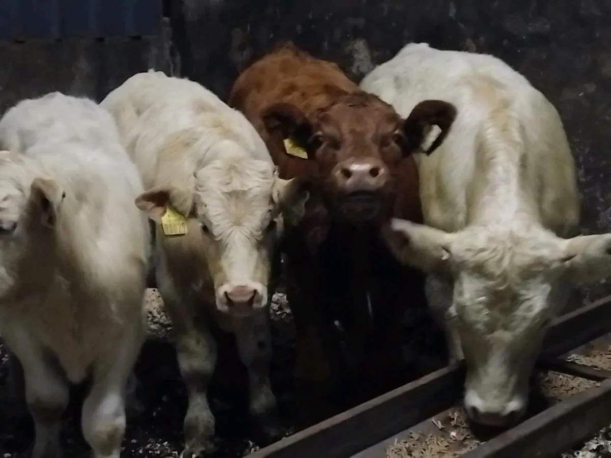 5 Continental Bull Weanlings - Image 3