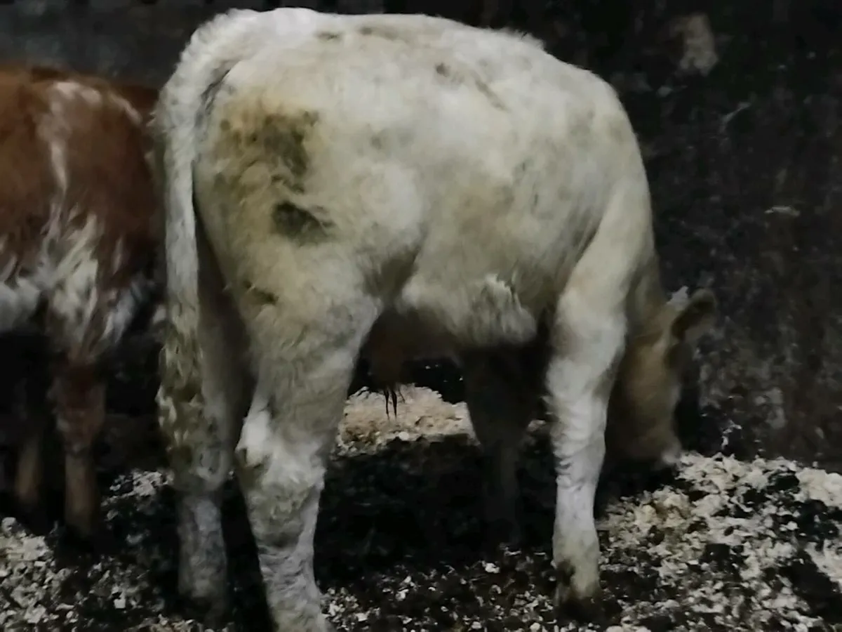 5 Continental Bull Weanlings - Image 4