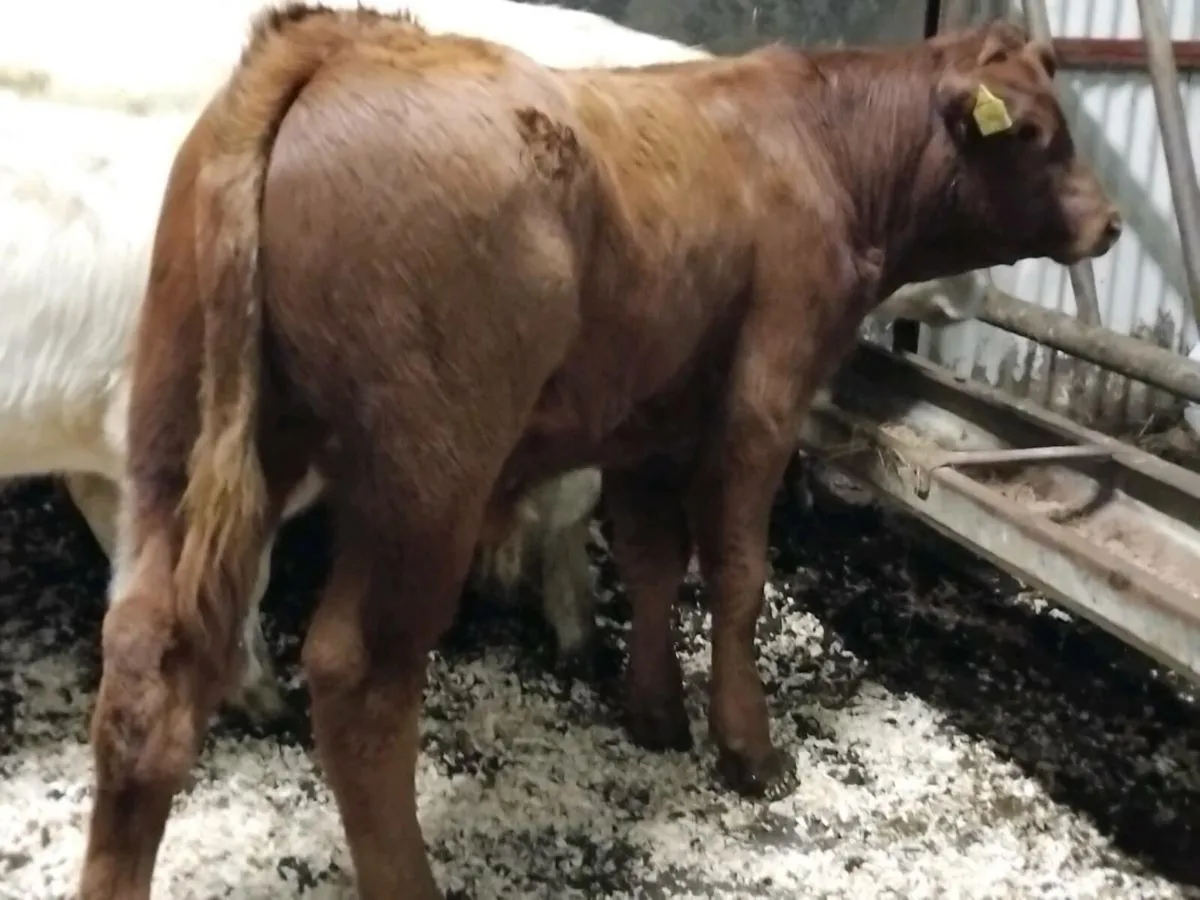 5 Continental Bull Weanlings - Image 2