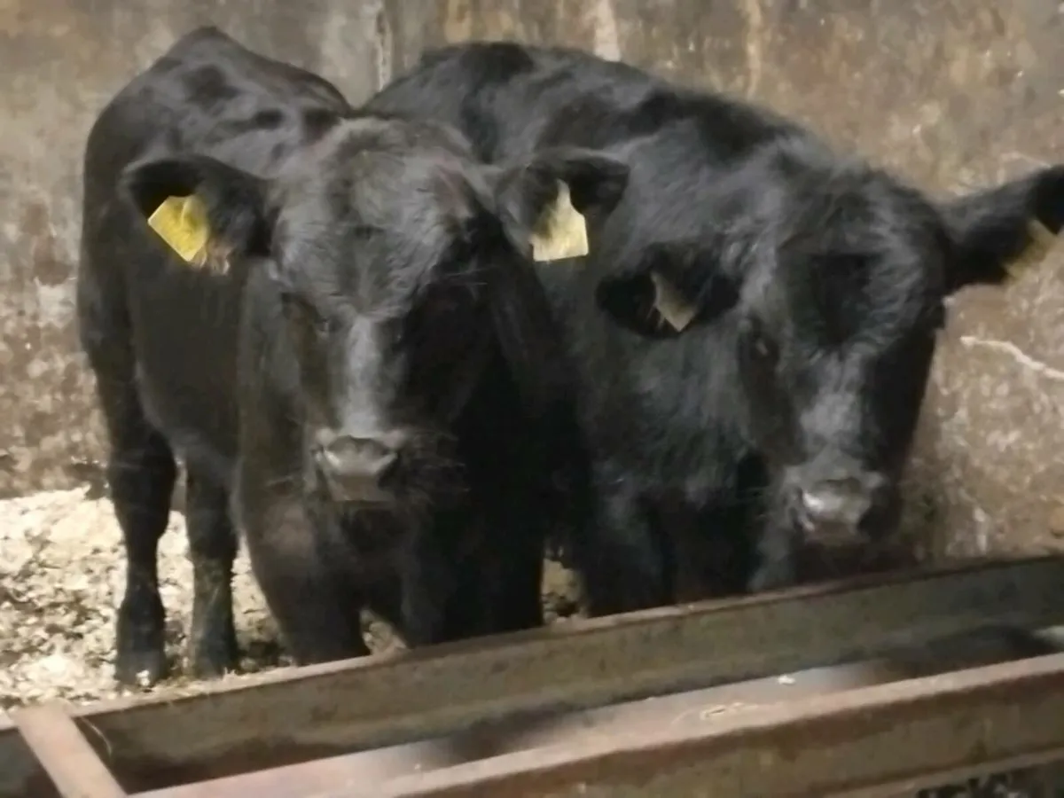 2 Suckler Bred Angus Bull Weanlings - Image 1