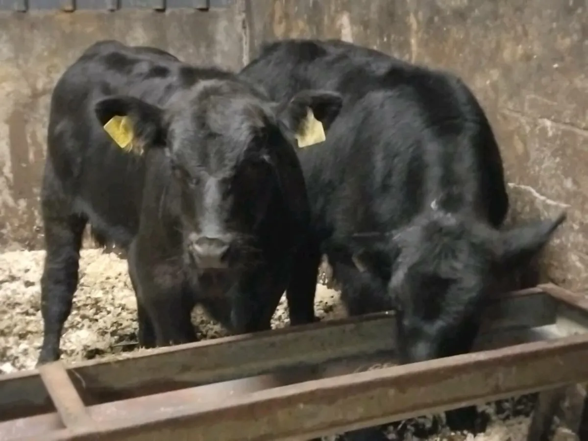 2 Suckler Bred Angus Bull Weanlings - Image 2
