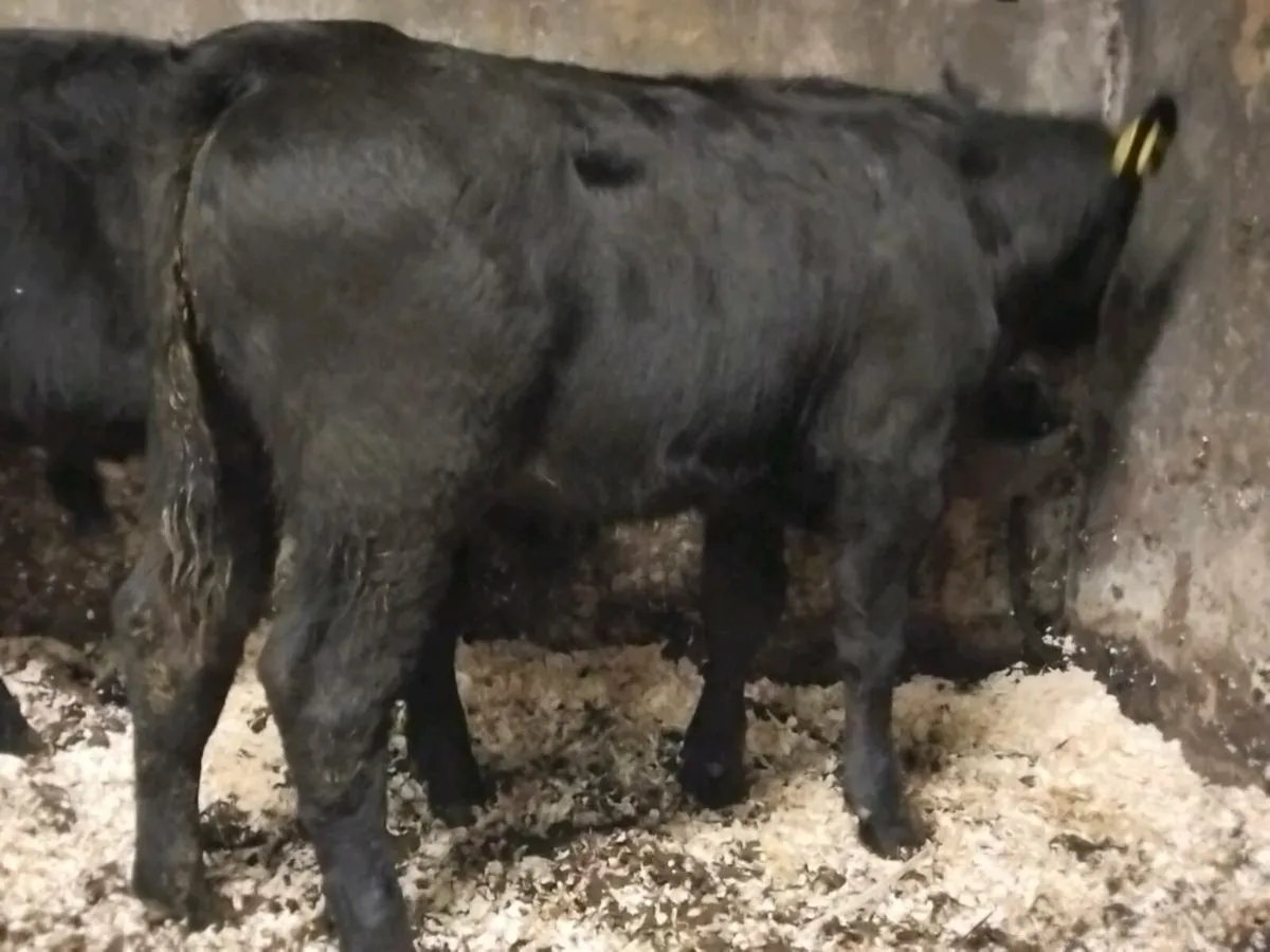 2 Suckler Bred Angus Bull Weanlings - Image 3