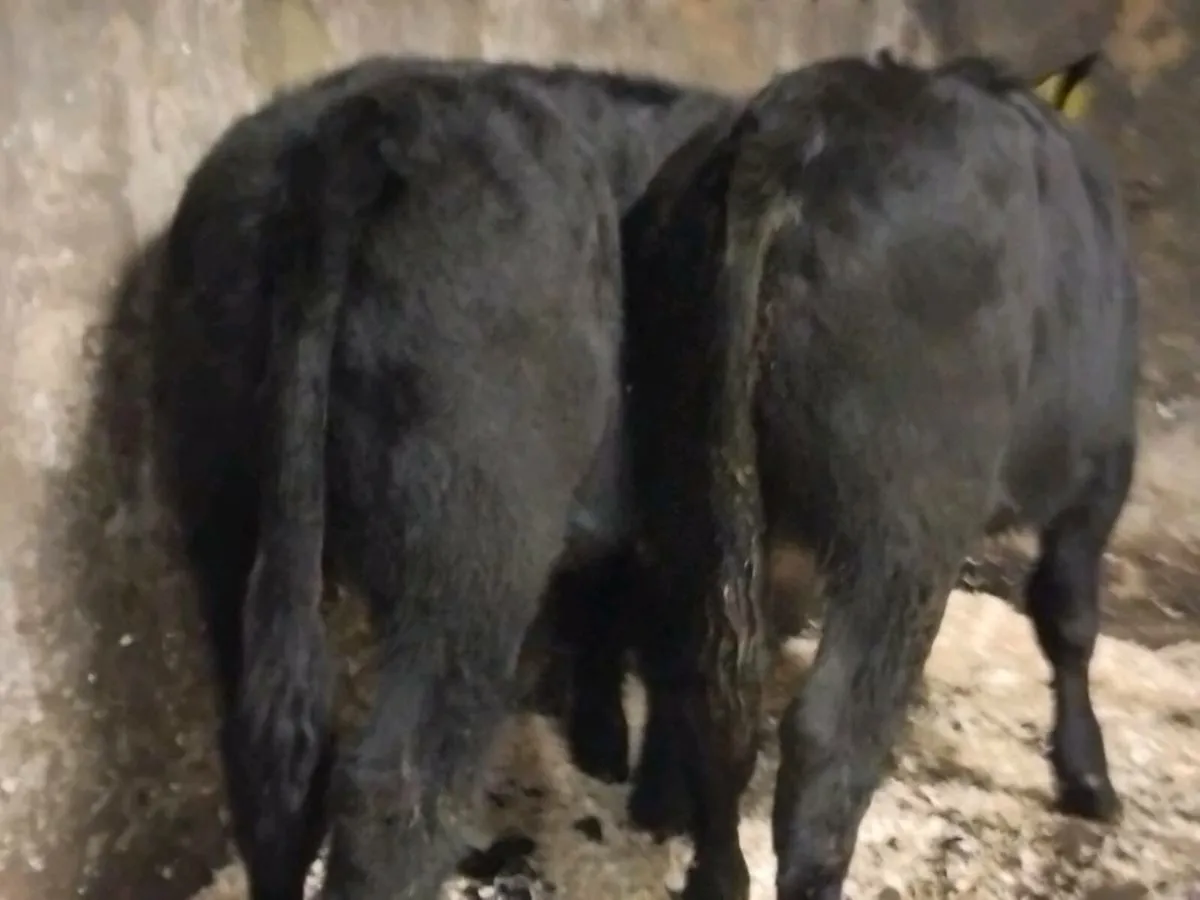 2 Suckler Bred Angus Bull Weanlings - Image 4