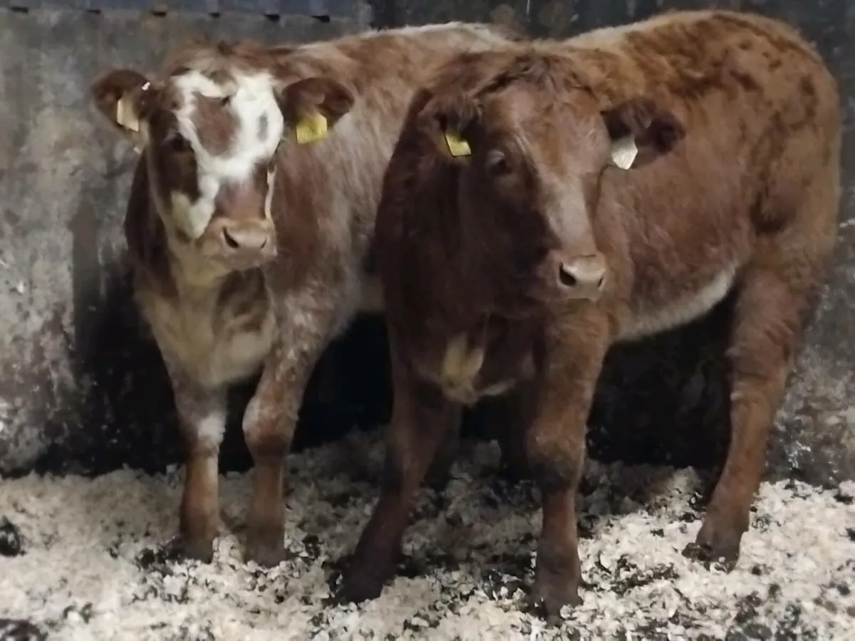 2 Super Organic Roan Heifer Weanlings - Image 1