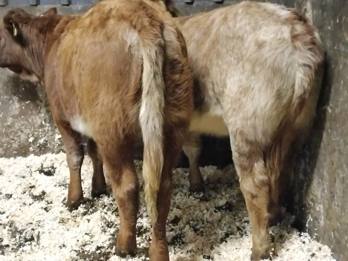 2 Super Organic Roan Heifer Weanlings - Image 3