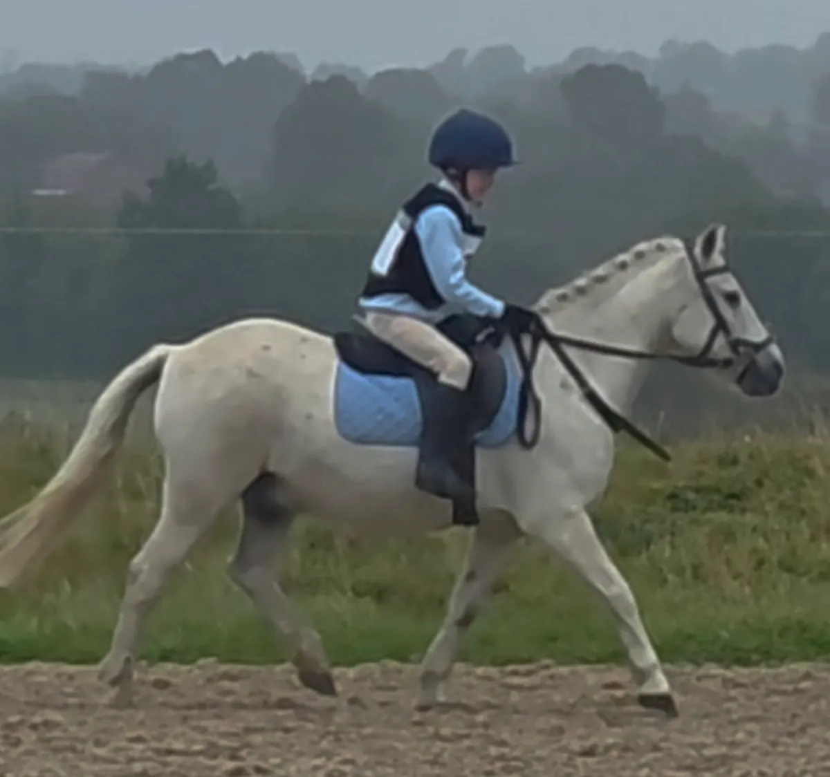 Fabulous all rounder Pony - Image 3