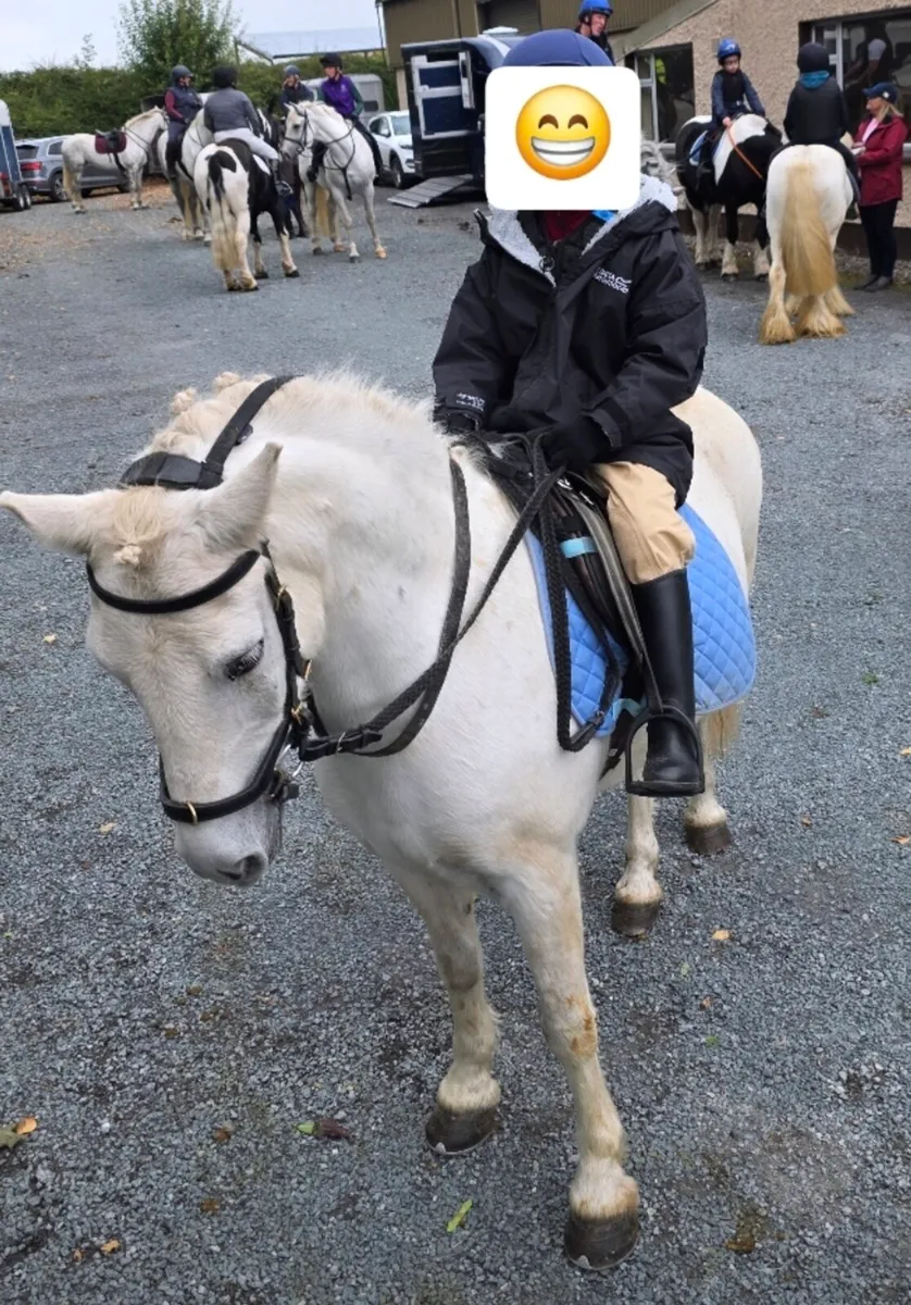 Fabulous all rounder Pony - Image 4