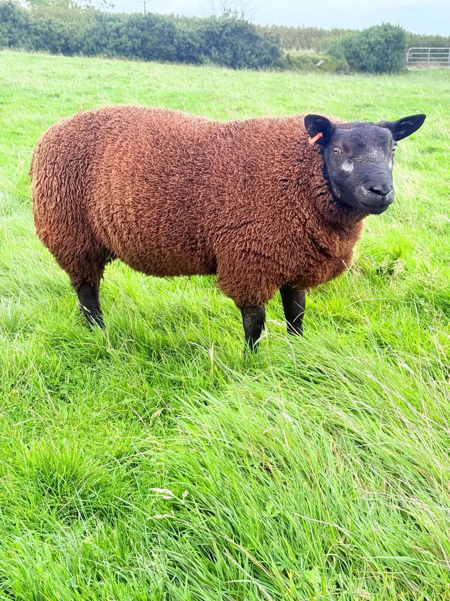 Pedigree Blue Texel Shearling Rams & Ram Lambs - Image 4