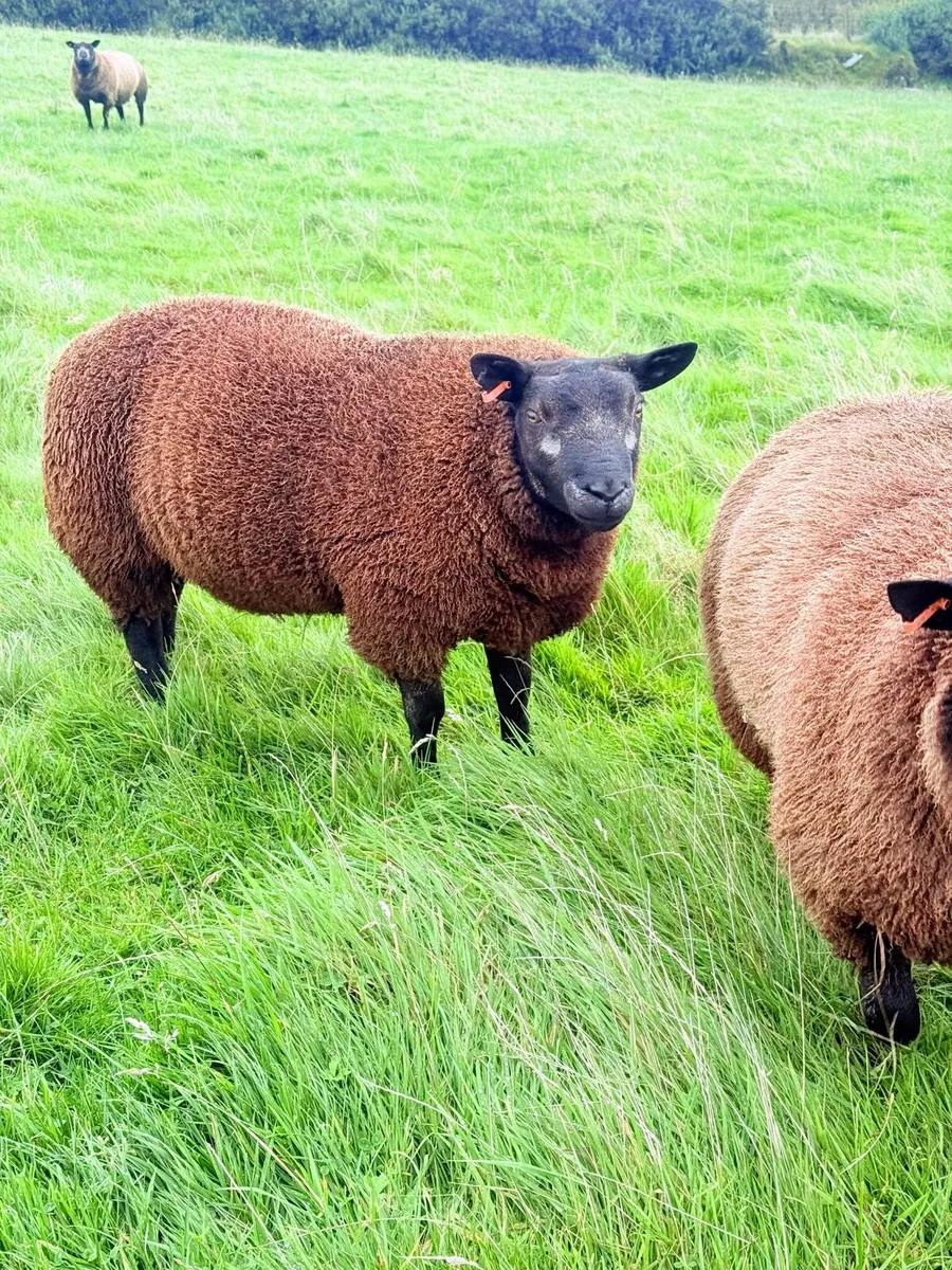 Pedigree Blue Texel Shearling Rams & Ram Lambs - Image 1