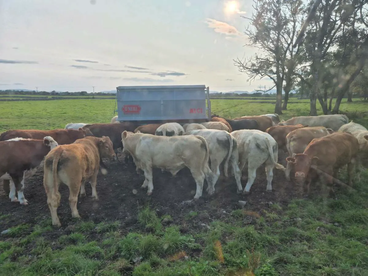 Beef cattle - Image 2