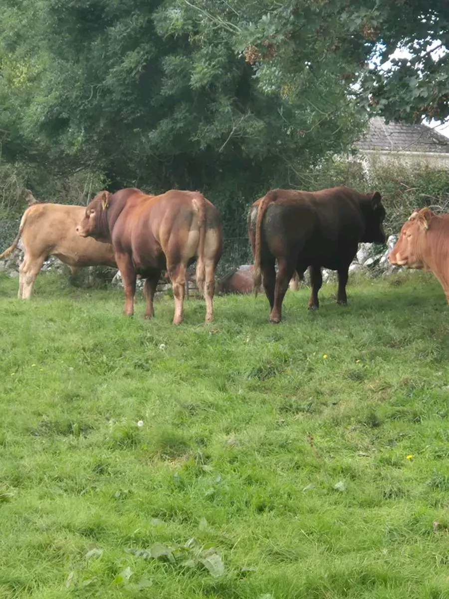 Beef cattle - Image 1