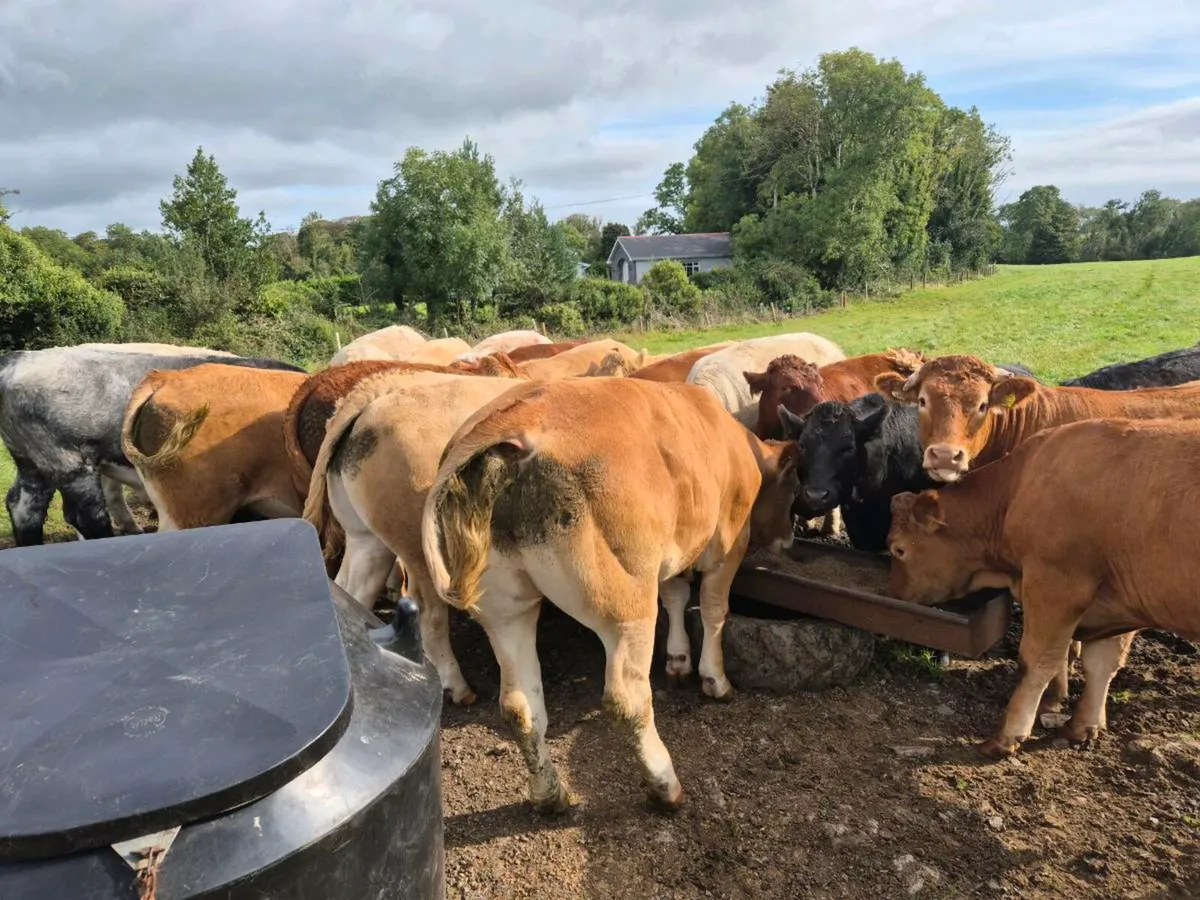 Beef cattle - Image 3