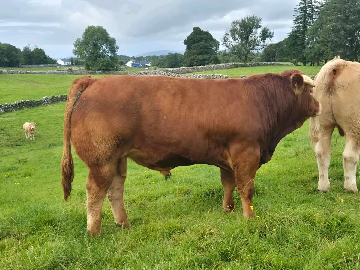Beef cattle - Image 4