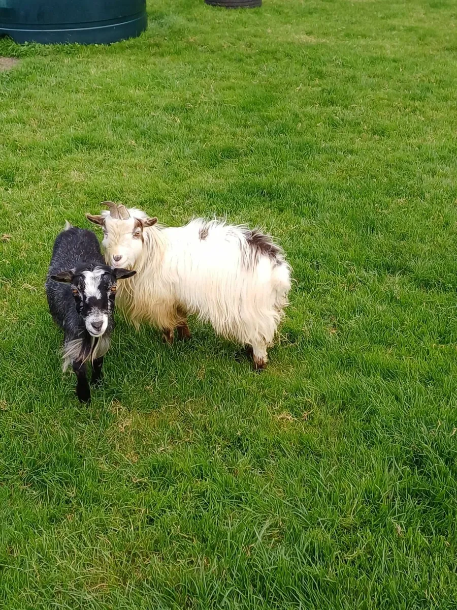 Pygmy Goats - Image 2