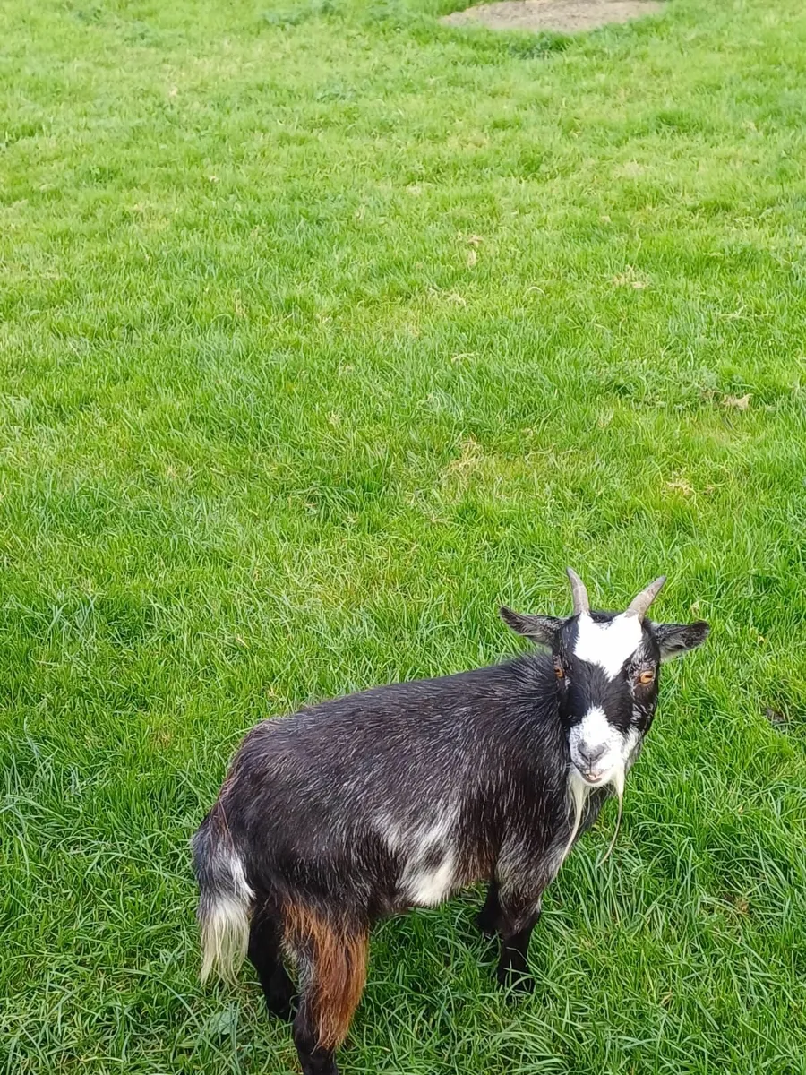 Pygmy Goats - Image 3