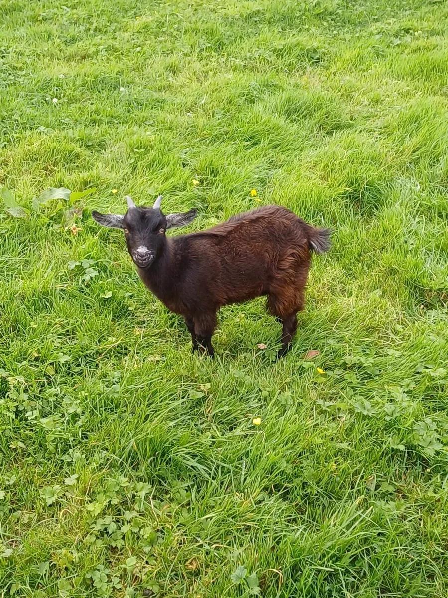 Pygmy Goats - Image 4