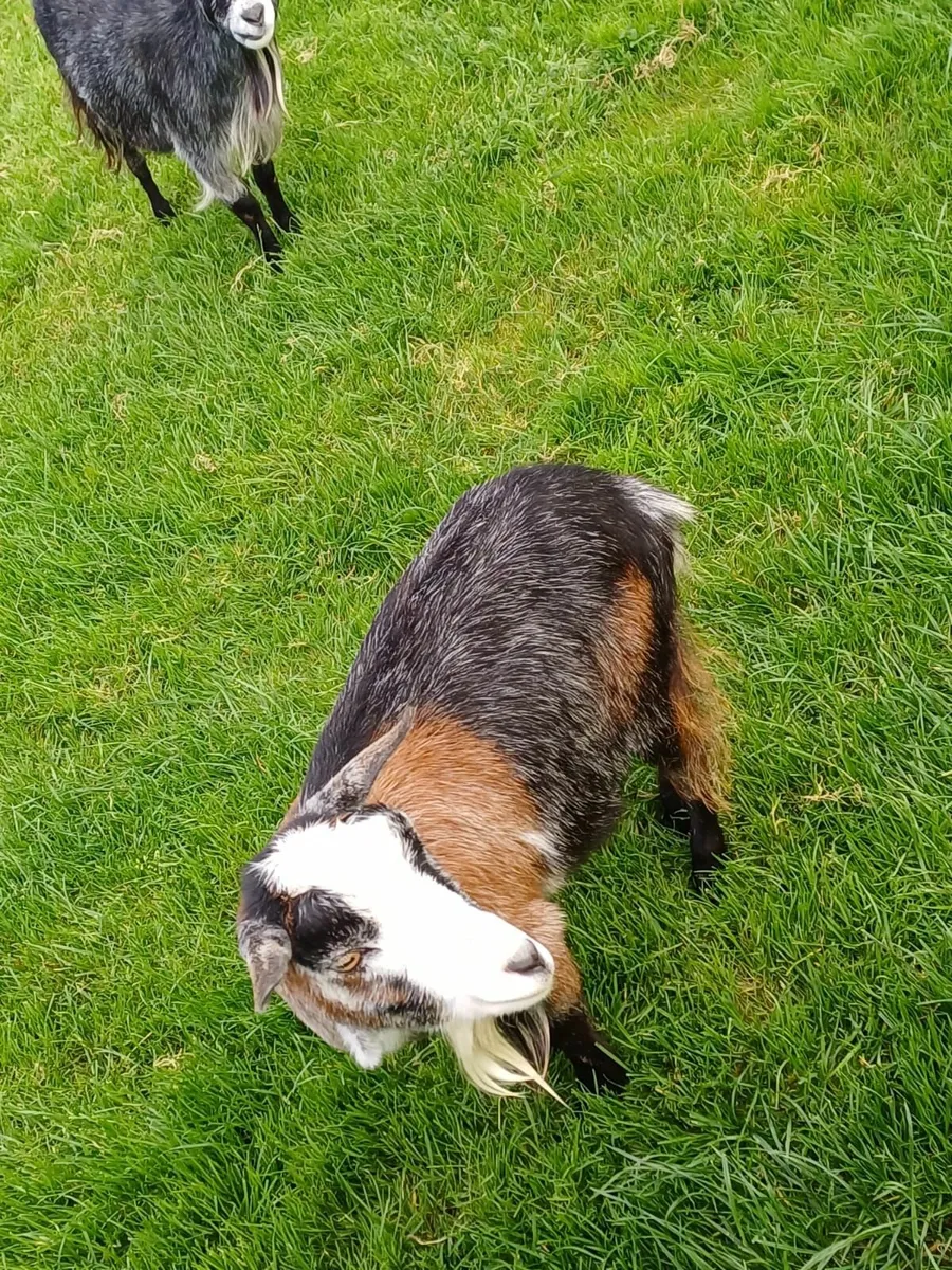 Pygmy Goats - Image 1