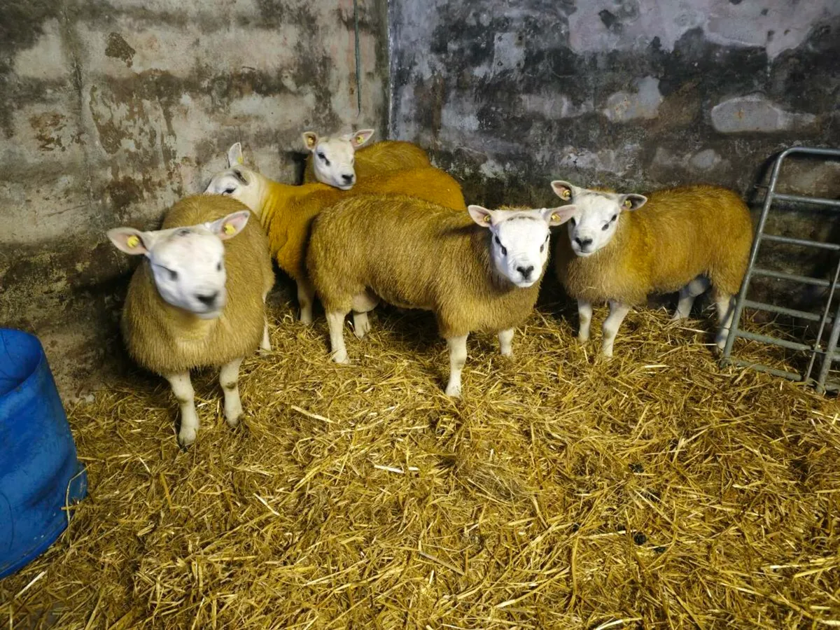 Texel Rams