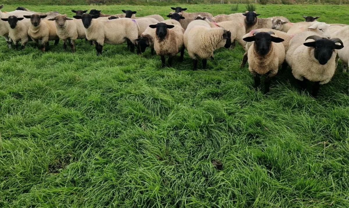 Lambs