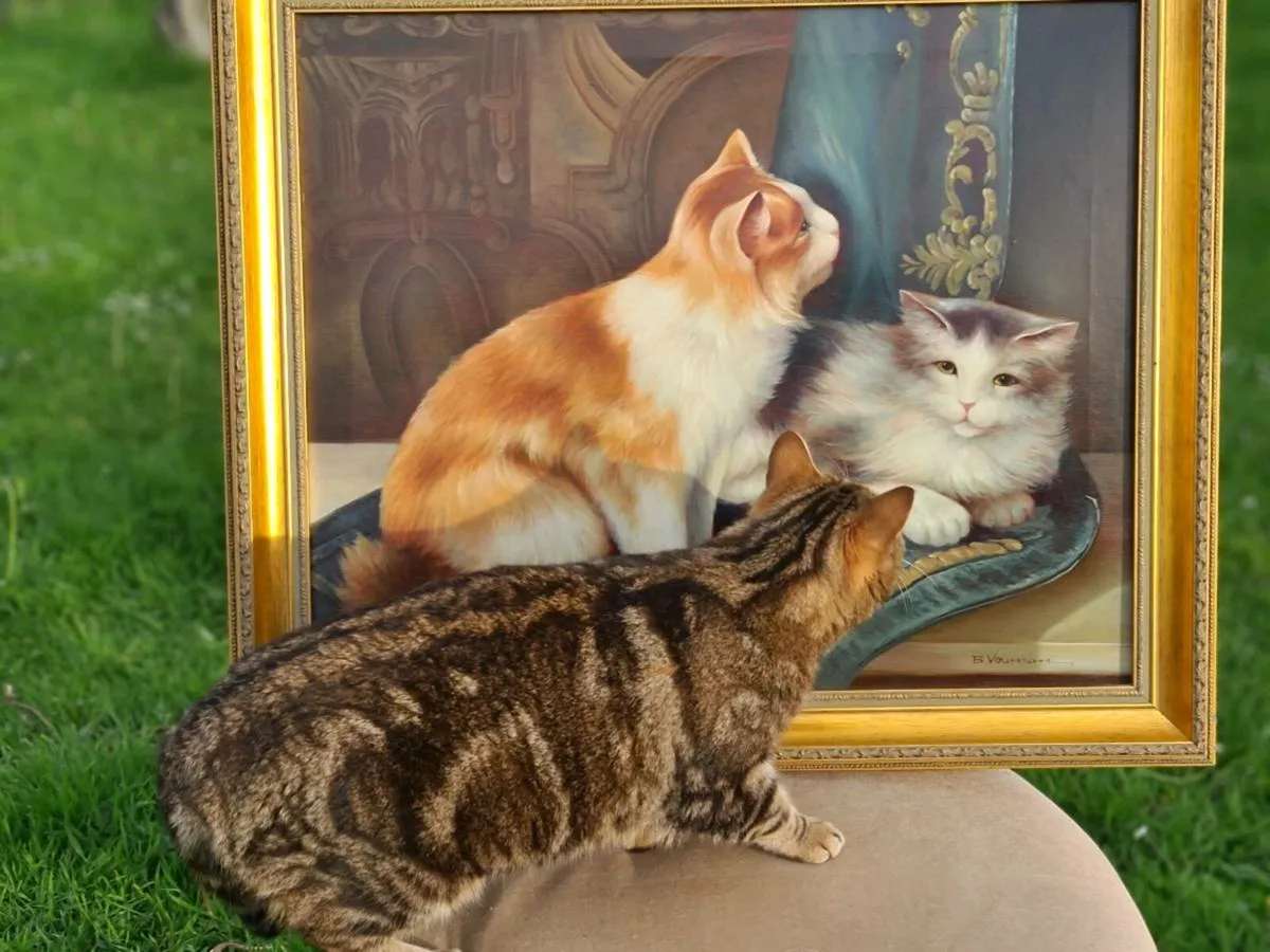 Cats - Image 3