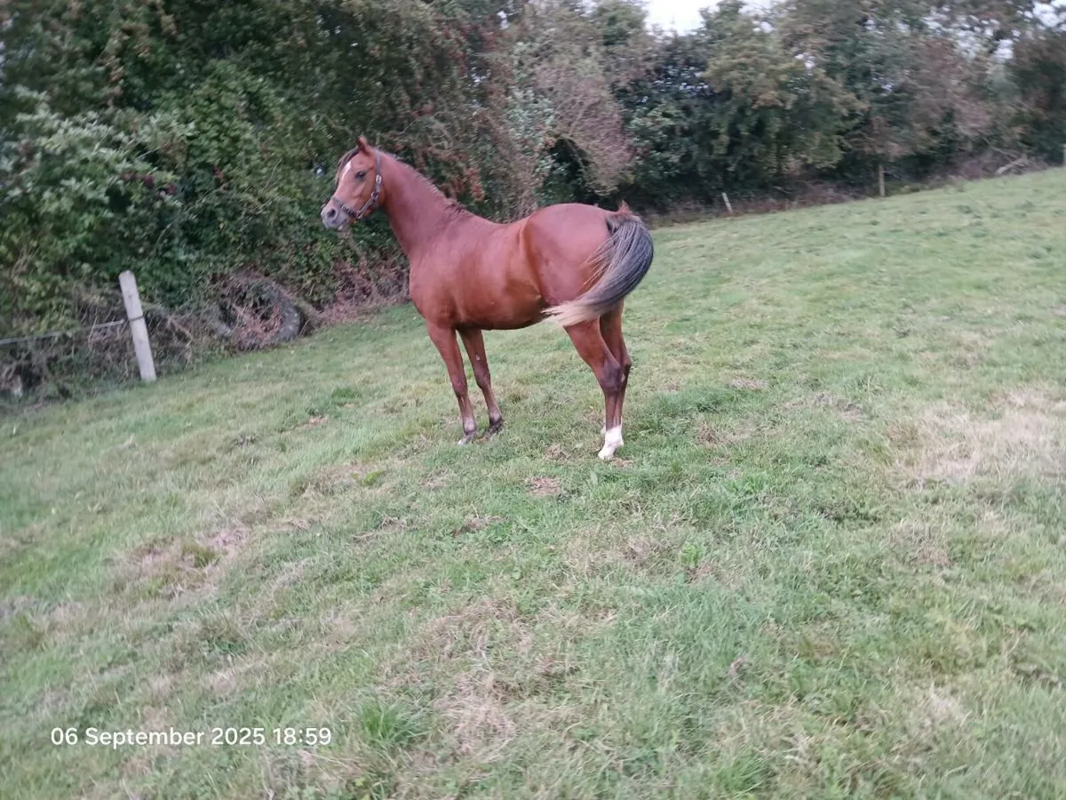 3yo gelding - Image 1