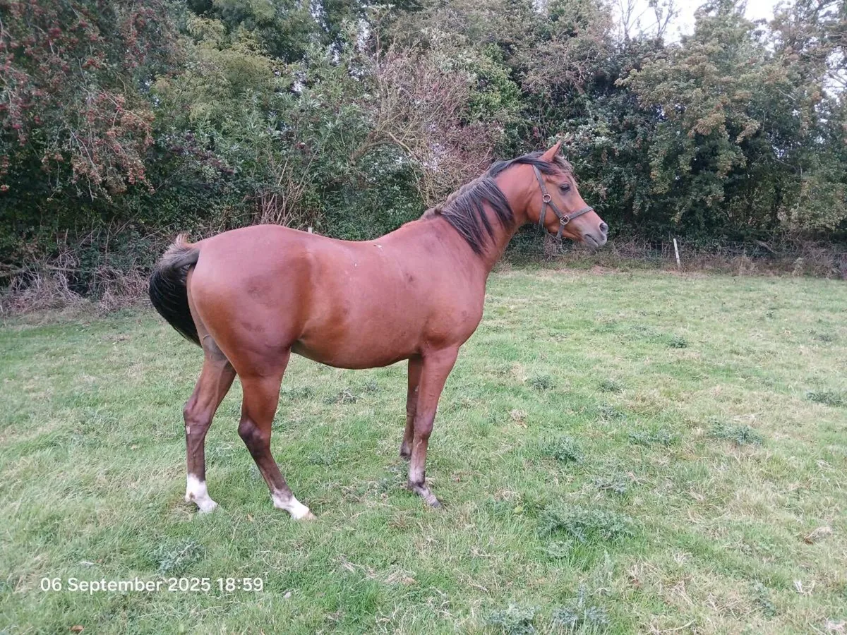 3yo gelding - Image 2