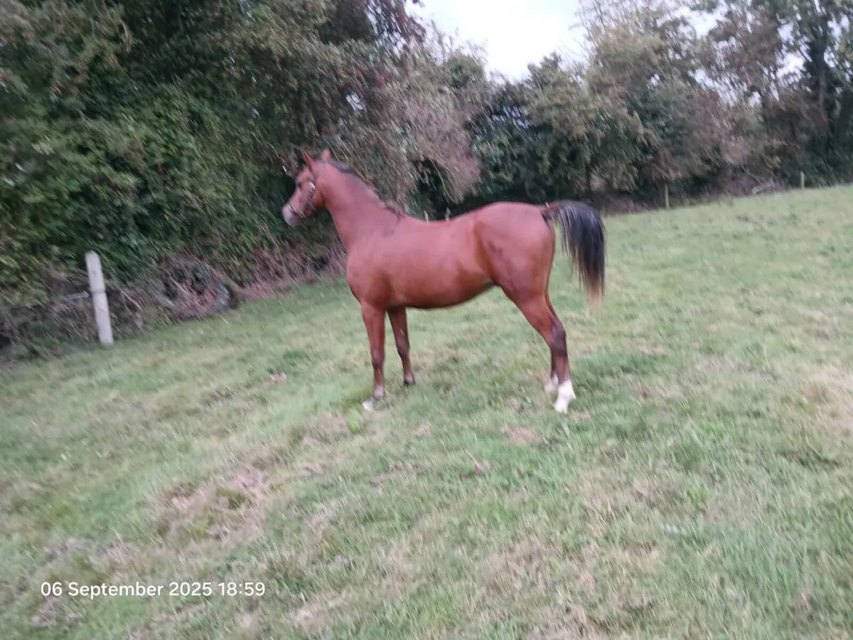3yo gelding - Image 3