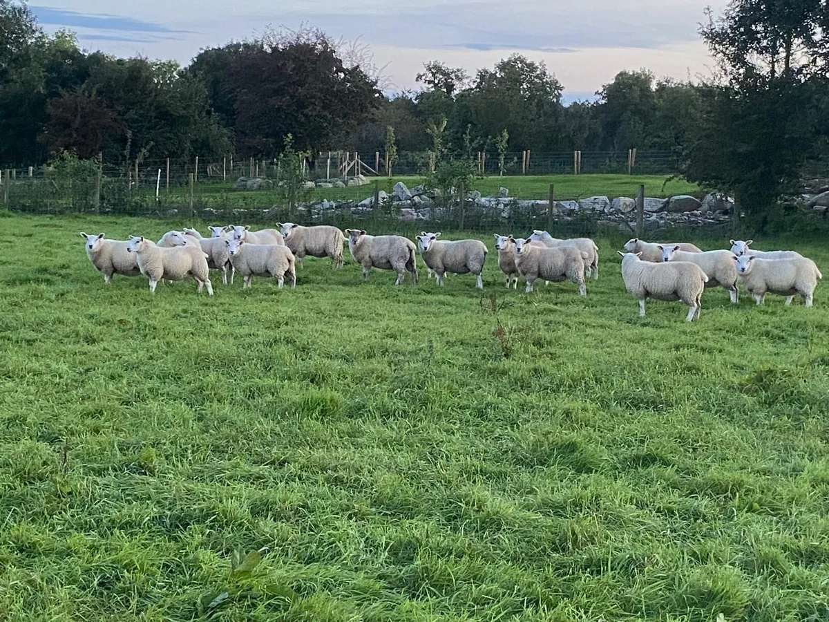 Belclare cross ewe lambs - Image 1