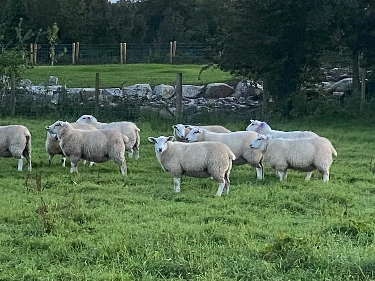 Belclare cross ewe lambs - Image 2