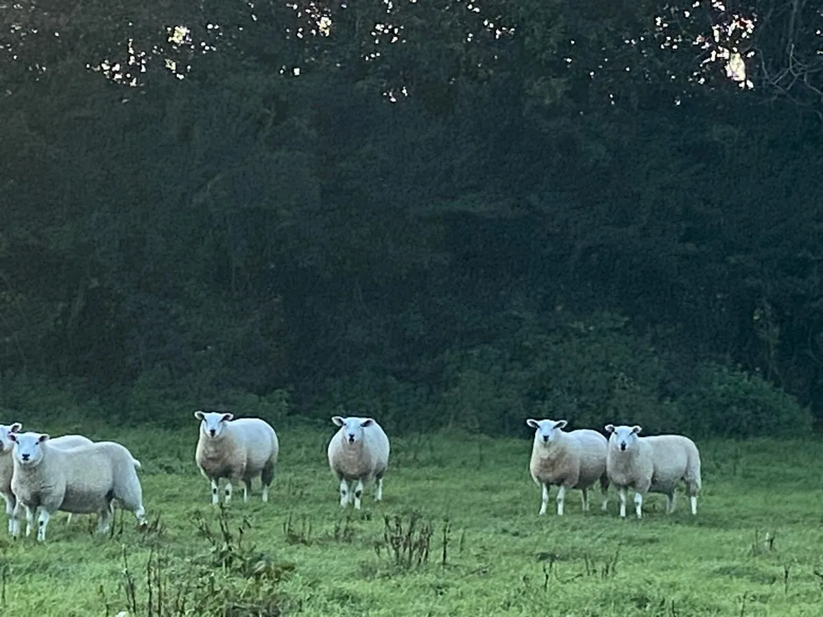 Belclare cross ewe lambs - Image 3
