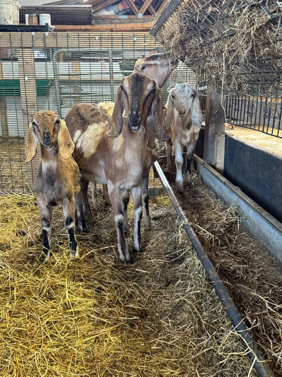 Nubian Goats all female - Image 1