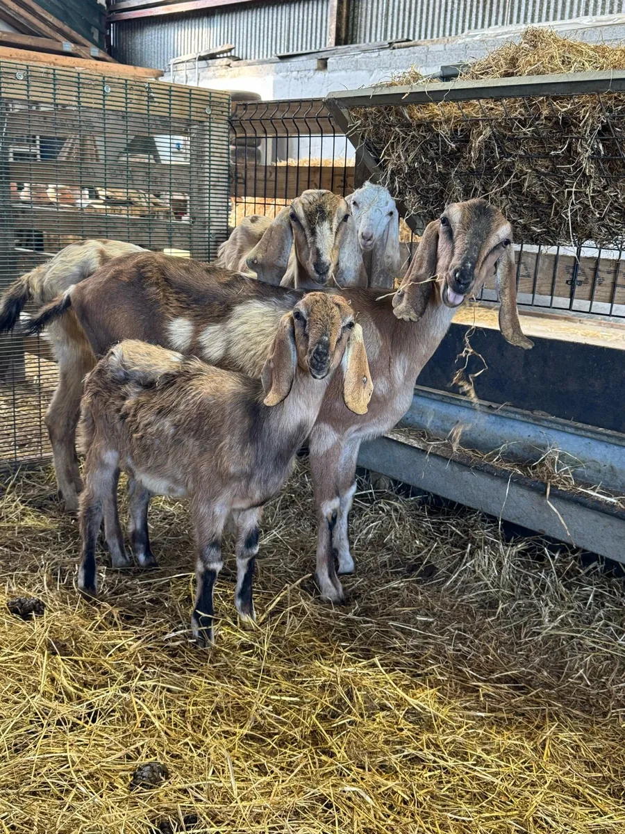 Nubian Goats all female - Image 2