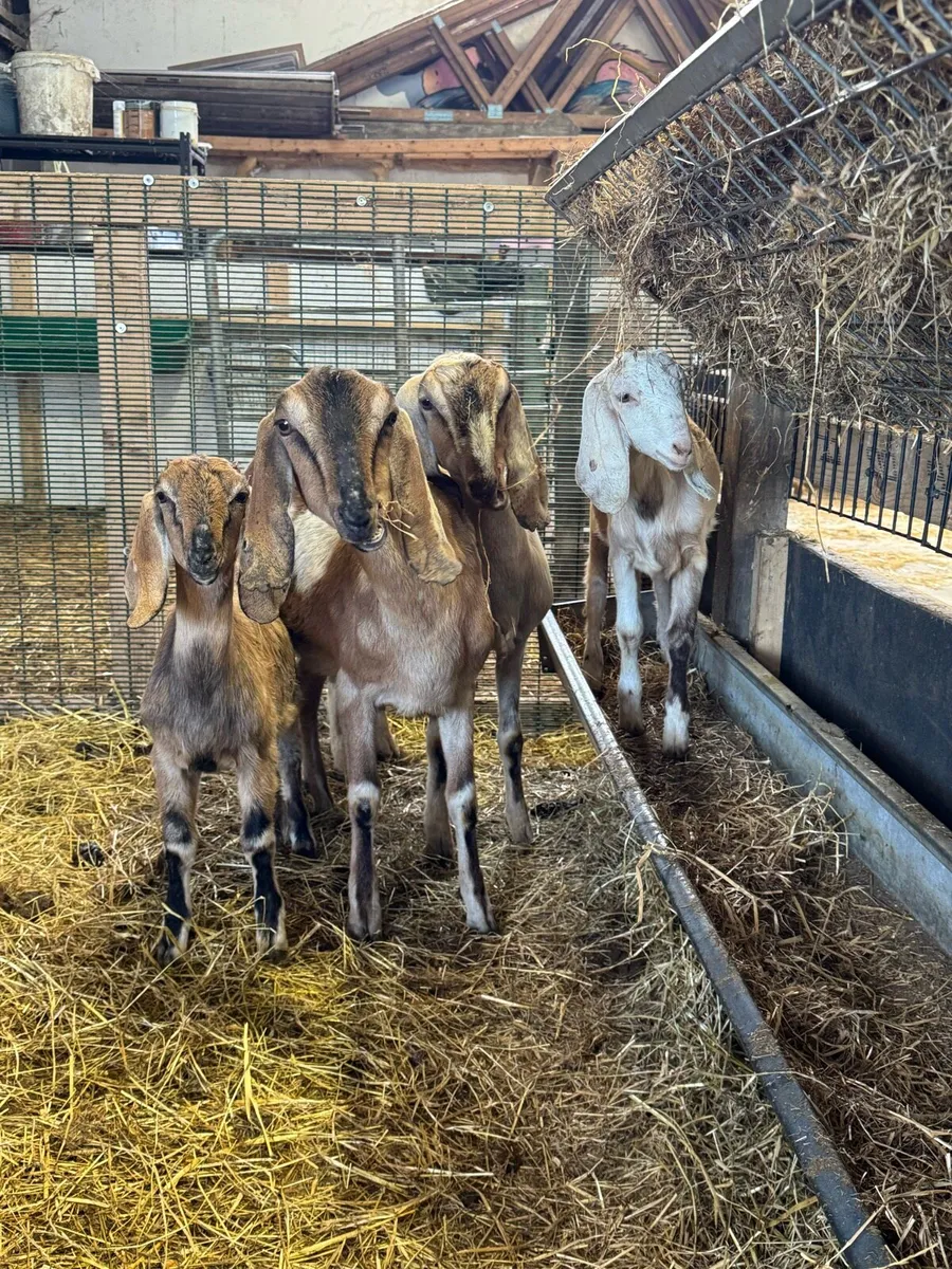Nubian Goats all female - Image 3