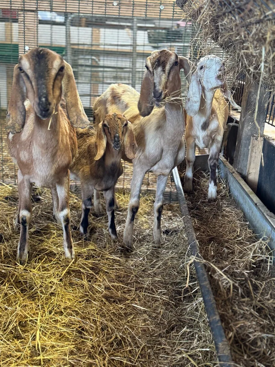 Nubian Goats all female - Image 4