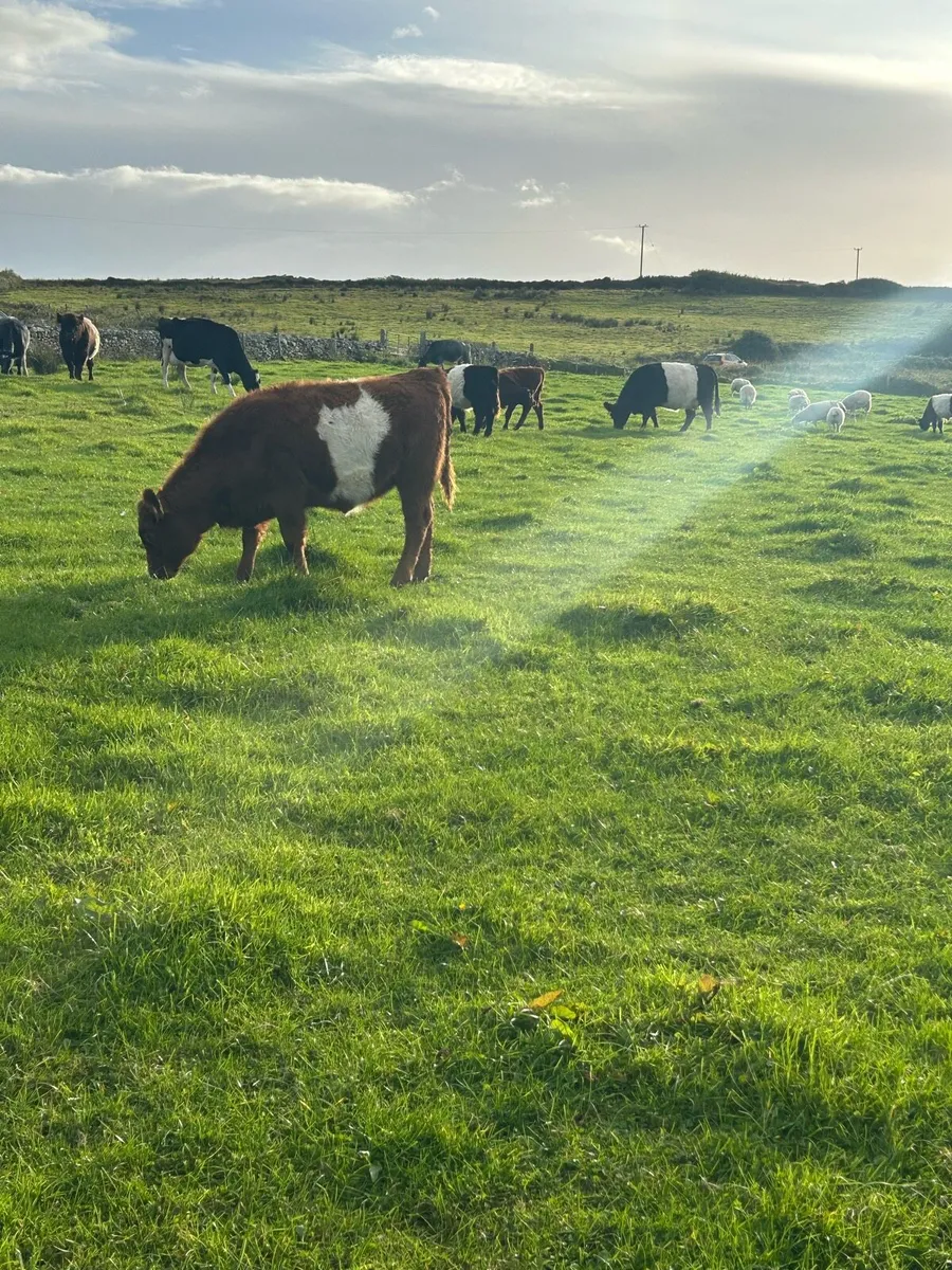 Organic Weanlings - Image 1