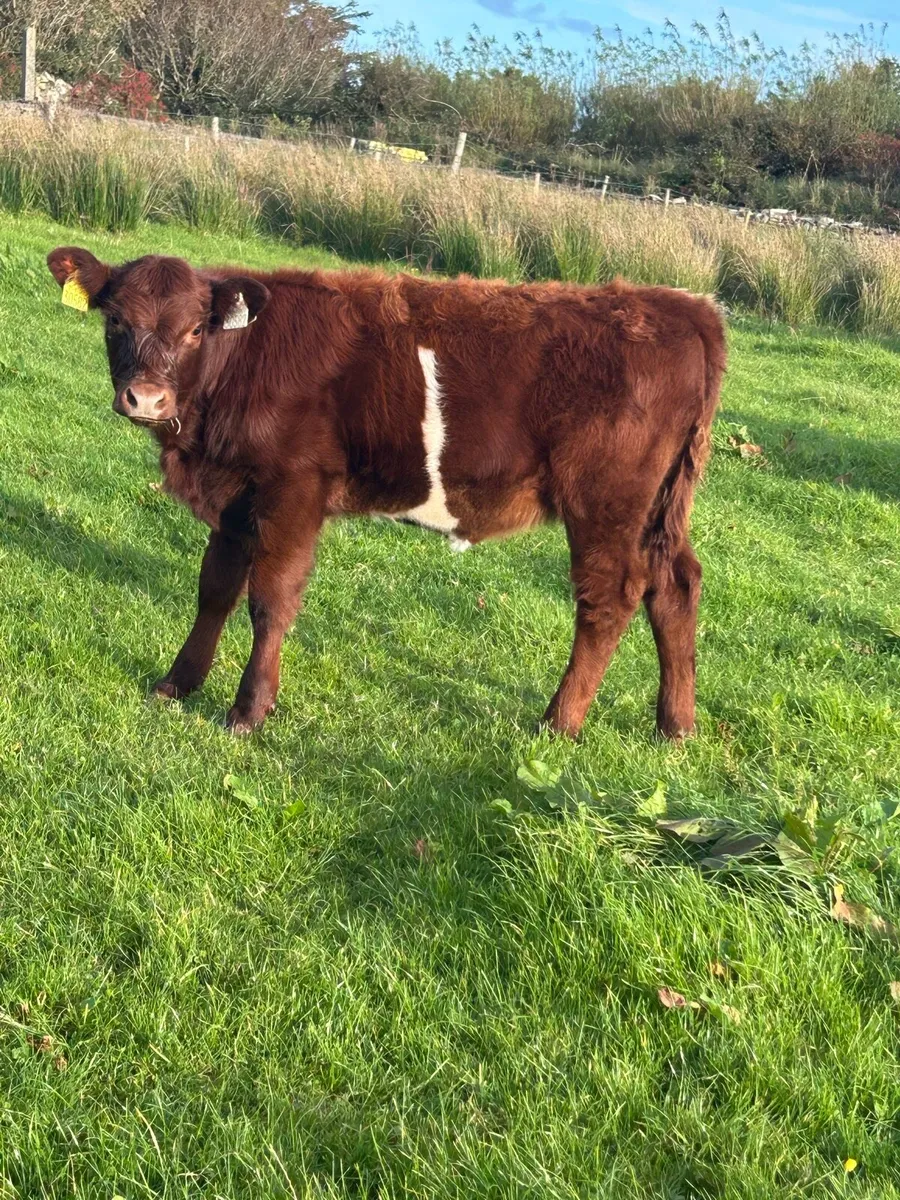 Organic Weanlings - Image 3