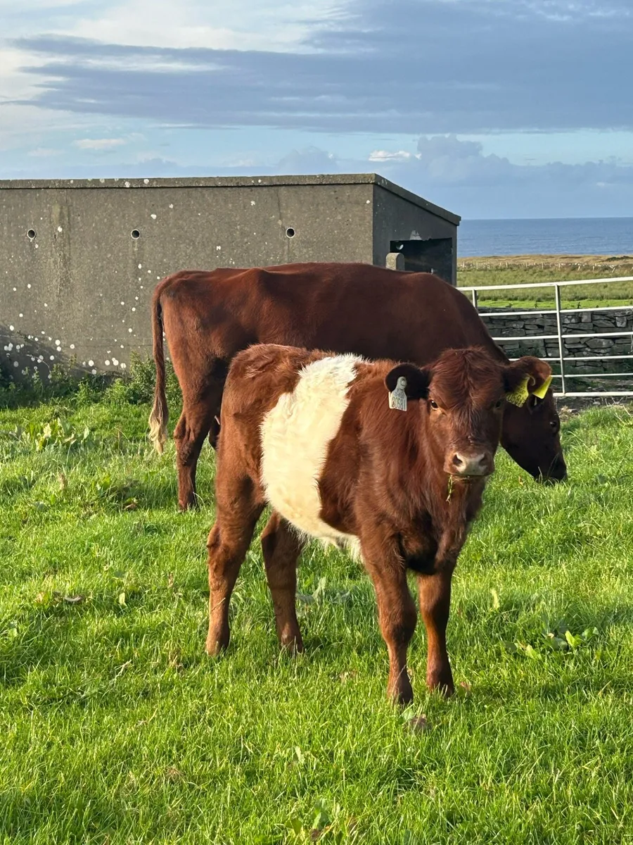 Organic Weanlings - Image 4