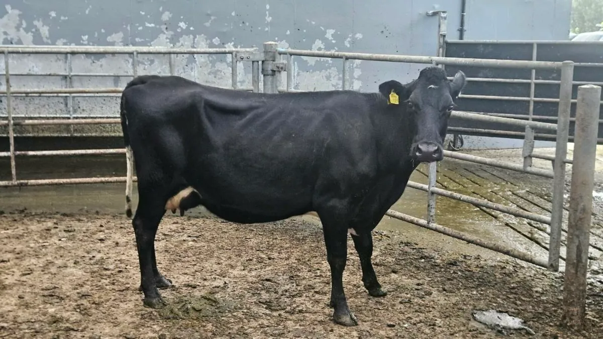 Young empty cows - Image 1