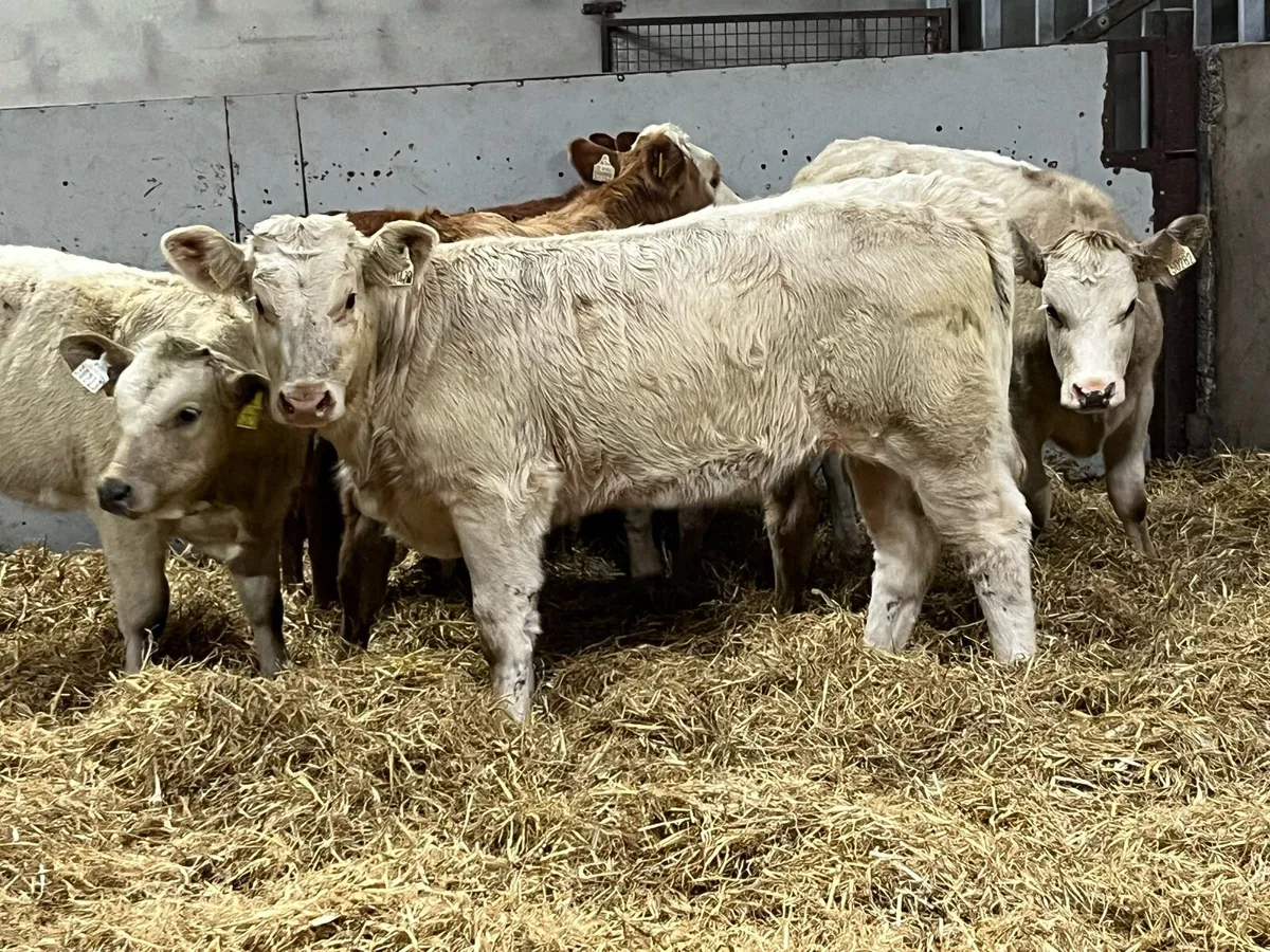⭐️ Super Charolais Heifer Weanlings ⭐️ - Image 1