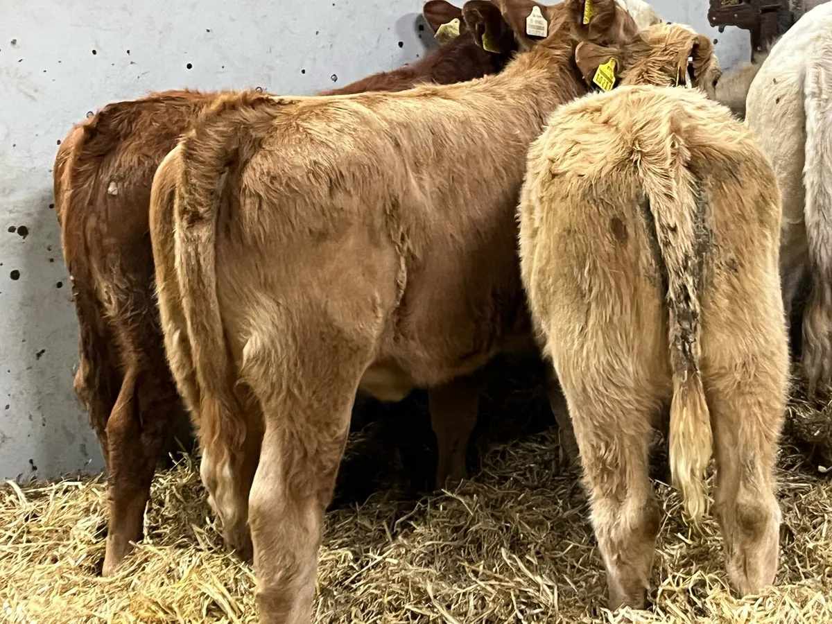 ⭐️ Super Charolais Heifer Weanlings ⭐️ - Image 2