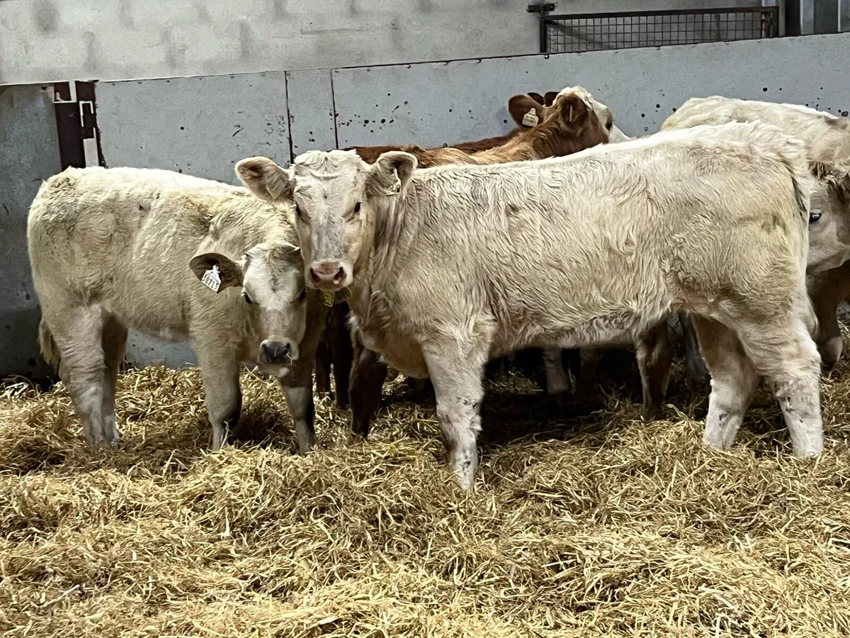 ⭐️ Super Charolais Heifer Weanlings ⭐️ - Image 3