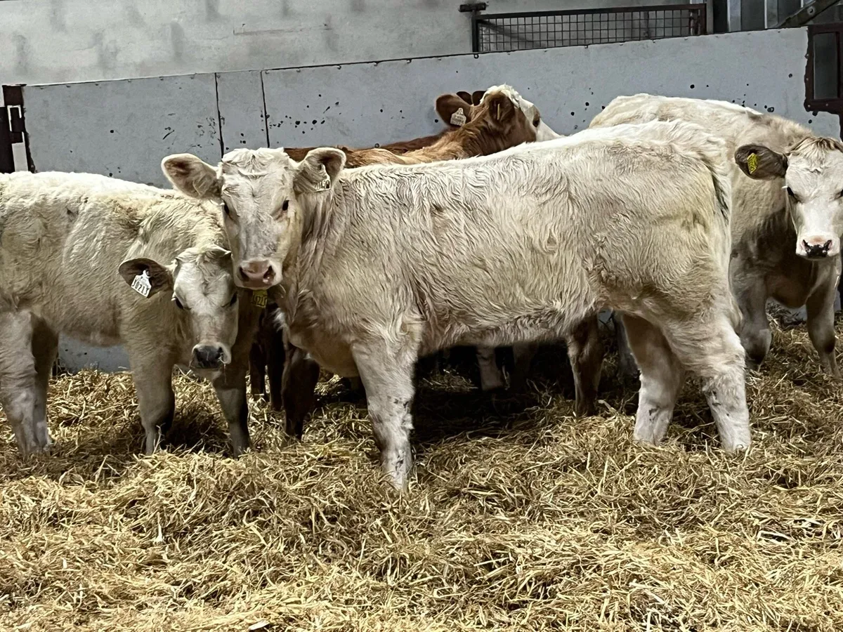 ⭐️ Super Charolais Heifer Weanlings ⭐️ - Image 4