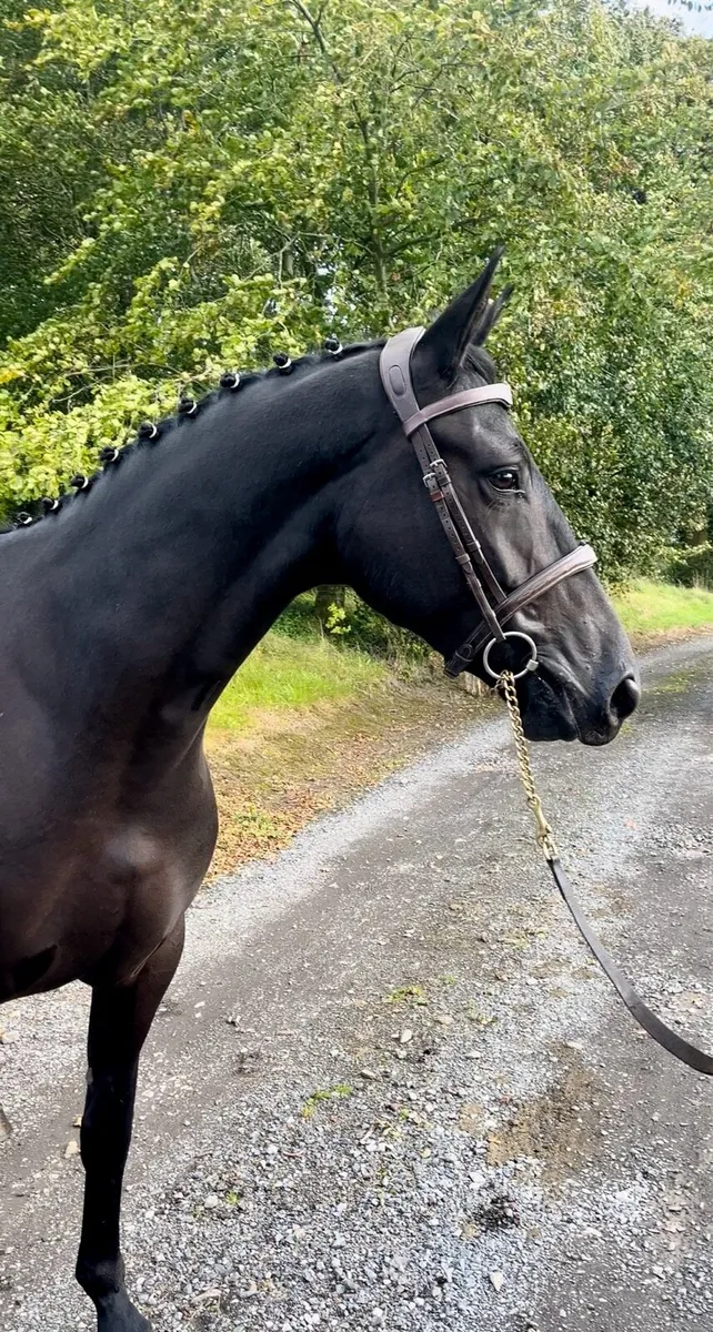 4yo mare all rounder - Image 1