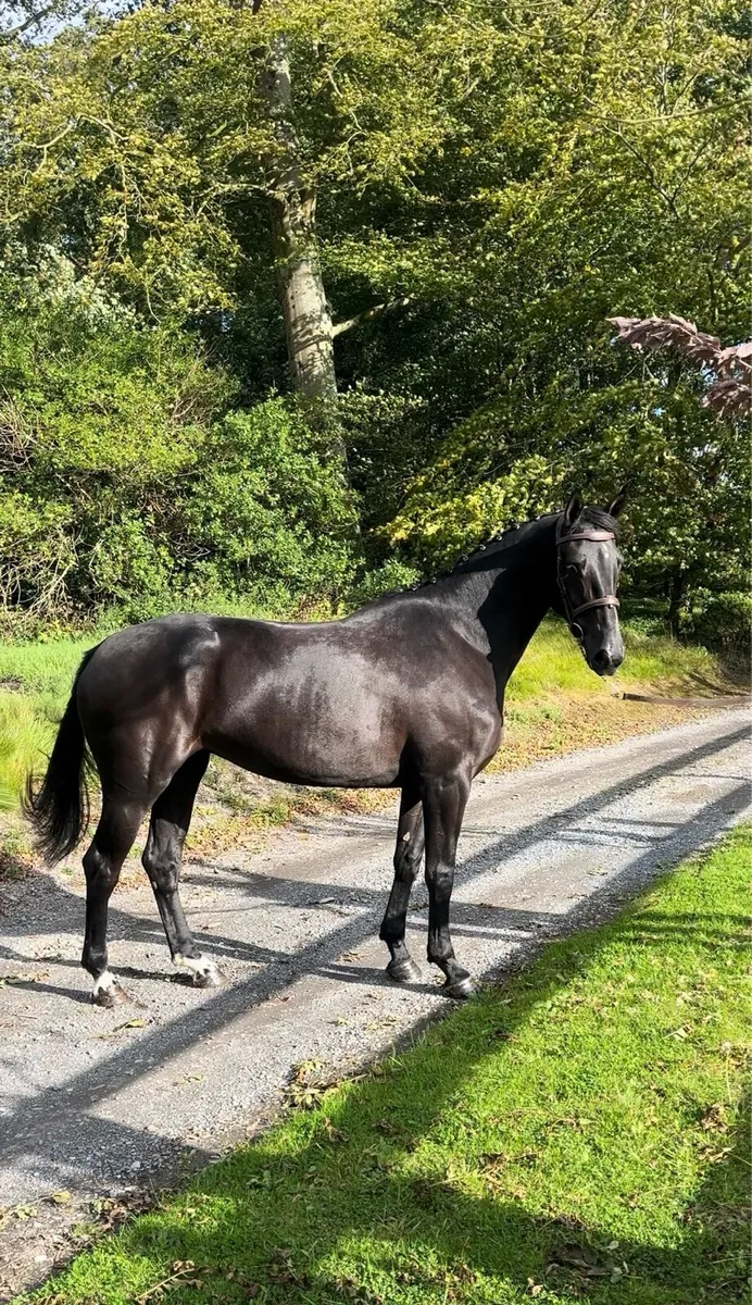 4yo mare all rounder - Image 2