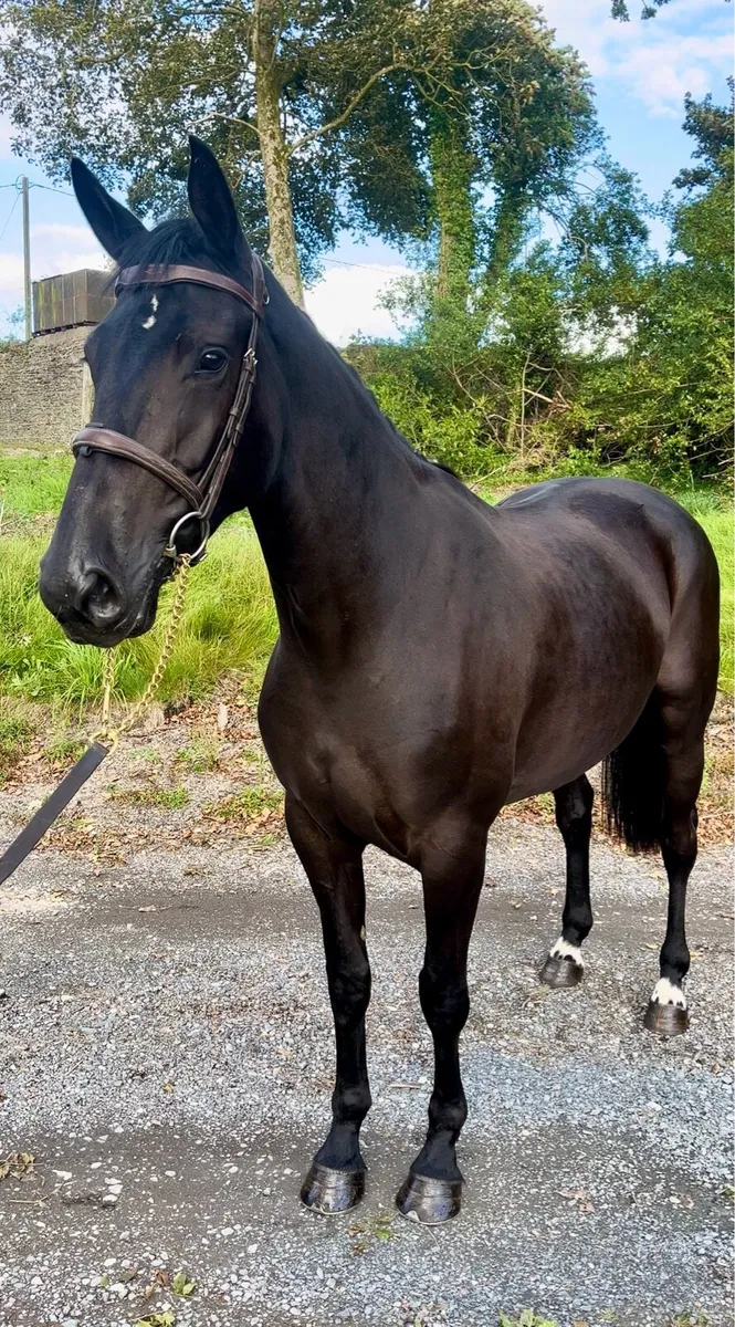 4yo mare all rounder - Image 3